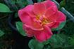 Diana Cant rose photo