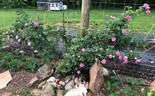 Queen of the Bourbons rose photo
