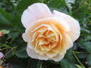 Calapuno rose photo