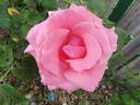 Lawinia rose photo