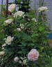Kronprinzessin Viktoria rose photo