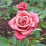 Incognito rose photo