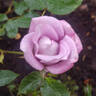 Scentsational ™ rose photo