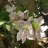 Andromeda clematis photo