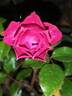 Milano rose photo