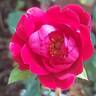 Milano rose photo