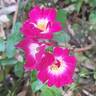 Merveille des Rouges rose photo