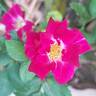 Merveille des Rouges rose photo