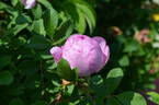 Alison OP rose photo