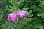 Alison OP rose photo