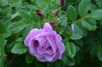 Alison OP rose photo
