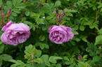 Alison OP rose photo
