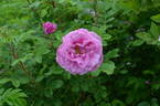 Alison OP rose photo