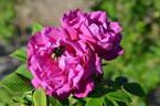 Alfred 93 OP rose photo