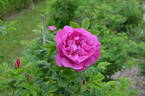 Alfred 93 OP rose photo