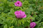 Alfred 93 OP rose photo