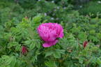 Alfred 93 OP rose photo
