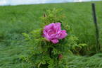 Alfred 93 OP rose photo