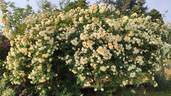 Treasure Trove rose photo