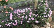 Queen of the Bourbons rose photo