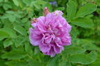 Alfred 93 x J5 rose photo