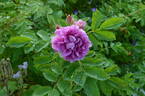 Alfred 93 x J5 rose photo