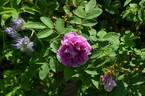Alfred 93 x J5 rose photo