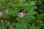Alfred 93 x J5 rose photo
