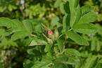 Alfred 93 x J5 rose photo