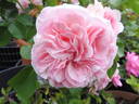 Mariatheresia rose photo