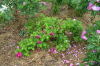 Basye's Purple OP #1 OP rose photo