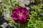 Basye's Purple OP #1 OP rose photo