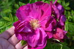Basye's Purple OP #1 OP rose photo