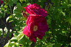 Basye's Purple OP #1 OP rose photo