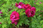 Basye's Purple OP #1 OP rose photo