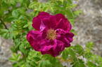 Basye's Purple OP #1 OP rose photo