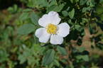 Applejack x R. fedtschenkoana rose photo