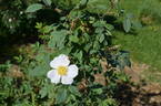 Applejack x R. fedtschenkoana rose photo