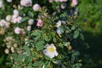 Applejack x R. fedtschenkoana rose photo