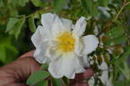 Applejack x R. fedtschenkoana rose photo