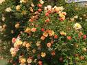 Golden Century rose photo