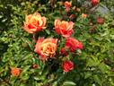 Golden Century rose photo