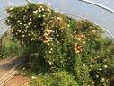 Golden Century rose photo