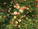 Golden Century rose photo