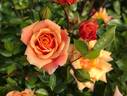 Golden Century rose photo