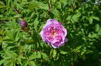 Alison OP OP #1 rose photo
