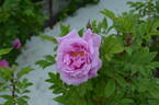 Alison OP OP #1 rose photo