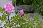 Alison OP OP #1 rose photo