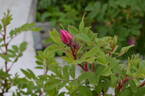 Alison OP OP #1 rose photo