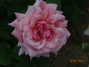 Budateteni rose photo